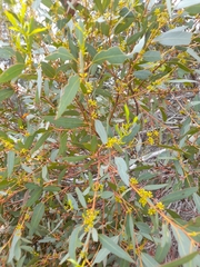 Eucalyptus aspersa