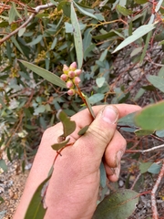 Eucalyptus aspersa