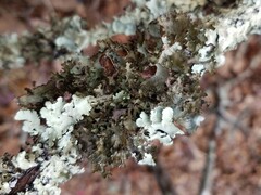 Tuckermanopsis ciliaris