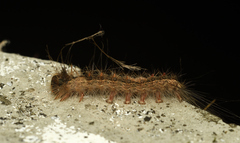 Creatonotos transiens