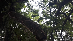 Microgramma mortoniana