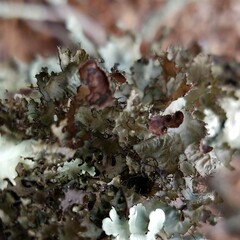 Tuckermanopsis ciliaris