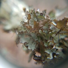 Tuckermanopsis ciliaris