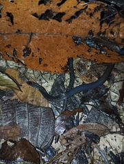 Pseudorabdion longiceps