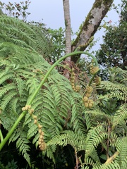 Cyathea arborea