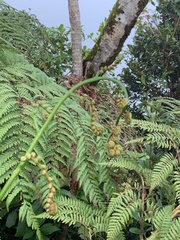 Cyathea arborea