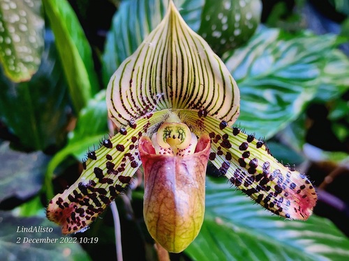 Argus Paphiopedilum (Paphiopedilum argus)
