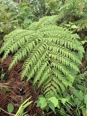 Cyathea arborea