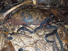 Pseudorabdion longiceps