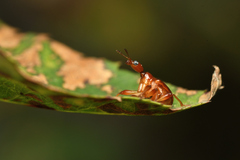 Apoderini