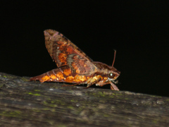Eupanacra mydon
