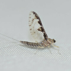 Callibaetis
