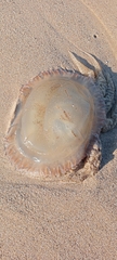 Catostylus tagi