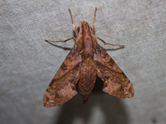 Eupanacra mydon