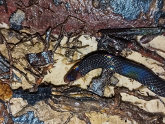 Pseudorabdion longiceps