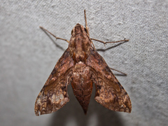 Eupanacra mydon
