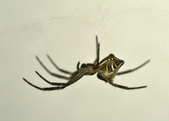 Cyrtophora cicatrosa