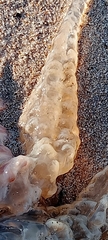 Catostylus tagi