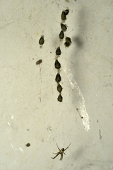 Cyrtophora cicatrosa