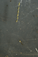 Cyrtophora cicatrosa