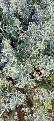 Medicago marina