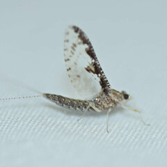 Callibaetis