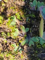 Riccia