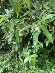 Gonzalagunia hirsuta