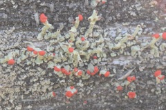 Cladonia floerkeana