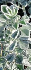 Medicago marina
