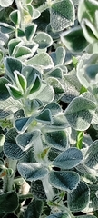 Medicago marina