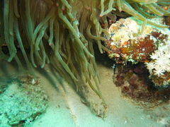 Ancylomenes longicarpus