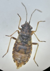 Nithecus jacobaeae