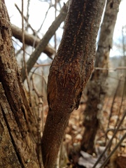 Cryphonectria parasitica