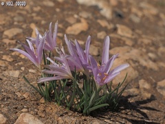 Colchicum stevenii