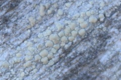 Lecanora strobilina