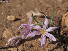 Colchicum stevenii