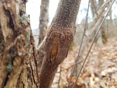 Cryphonectria parasitica