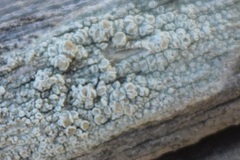Lecanora strobilina