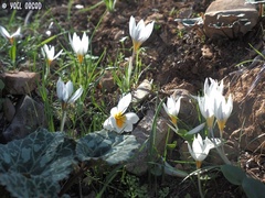 Crocus hyemalis