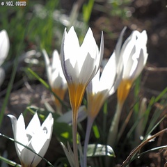 Crocus hyemalis