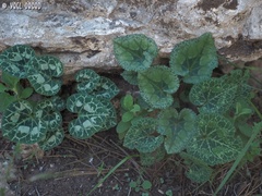 Cyclamen persicum