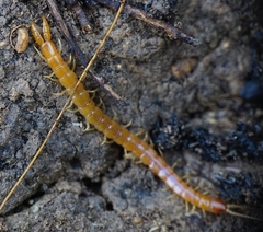 Theatops erythrocephalus