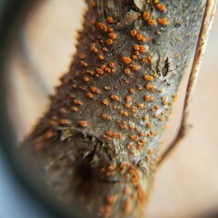 Cryphonectria parasitica