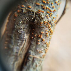 Cryphonectria parasitica