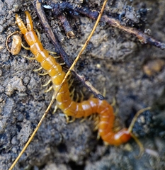 Theatops erythrocephalus