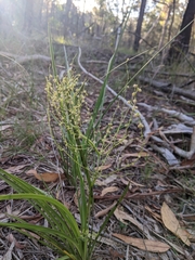 Lomandra laxa