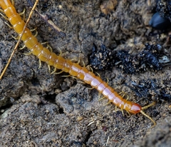 Theatops erythrocephalus