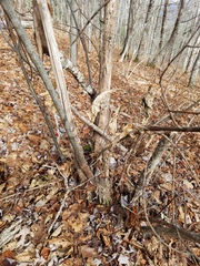 Cryphonectria parasitica