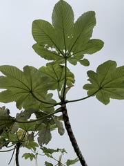Cecropia schreberiana